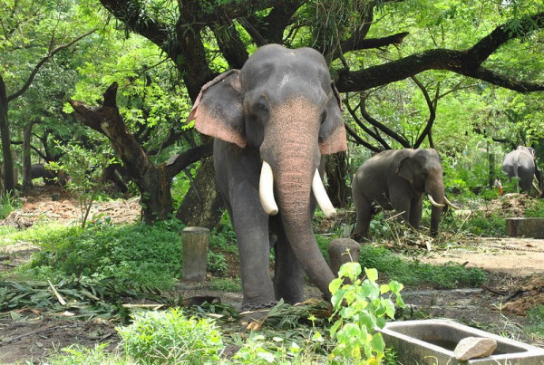 6 Days 5 Nights Kerala Luxury Package